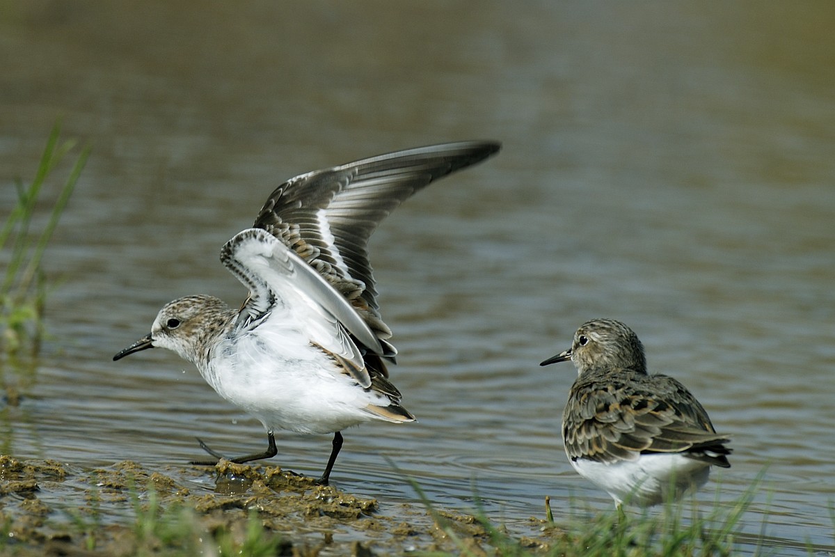 Calidris temminckii, Temminck's Stint